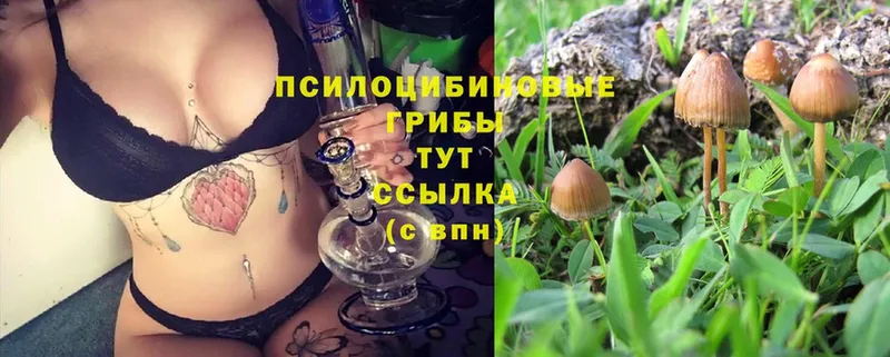 Галлюциногенные грибы Magic Shrooms  Родники 