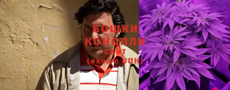 Каннабис OG Kush  Родники 